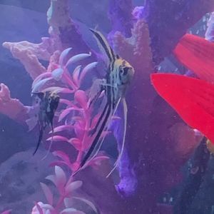 Meet your Posher, Kellie